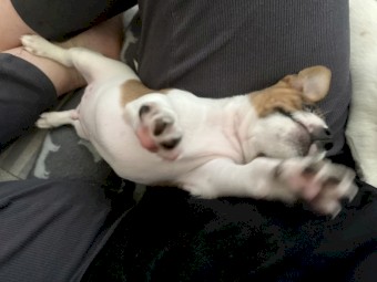 Male Jack Russell pup