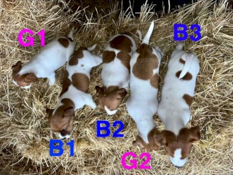 Male Jack Russell pup