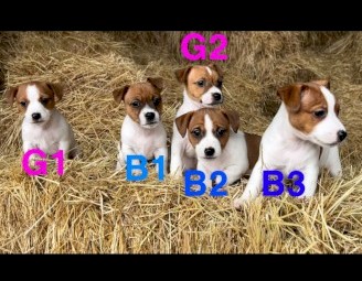 Male Jack Russell pup