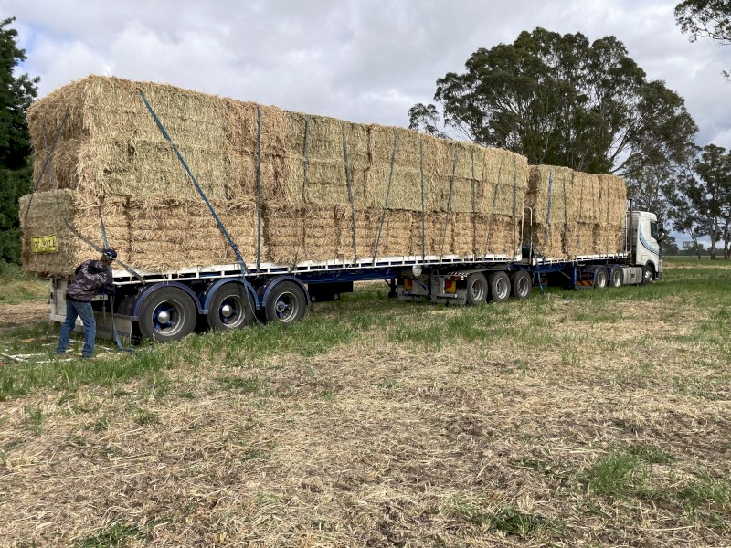 Ryegrass Hay