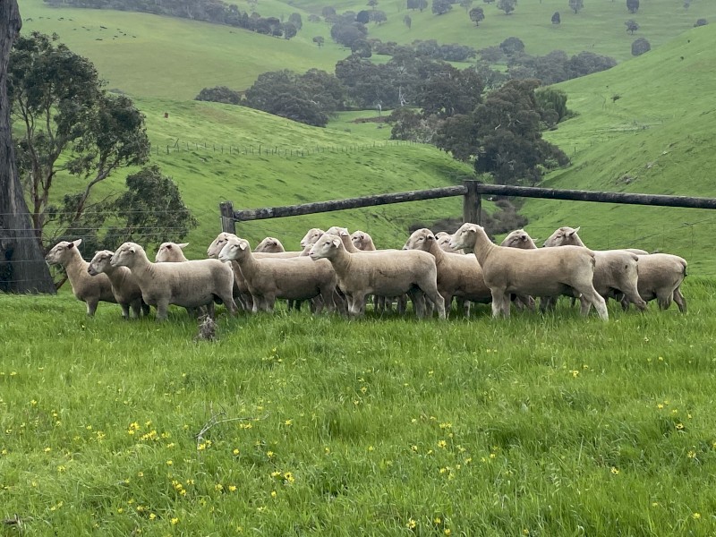 White Suffolk and Southie Rams