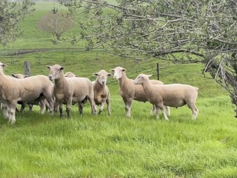 White Suffolk and Southie Rams