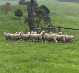 White Suffolk and Southie Rams
