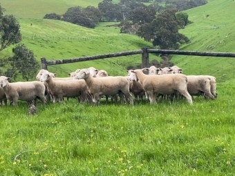 White Suffolk and Southie Rams