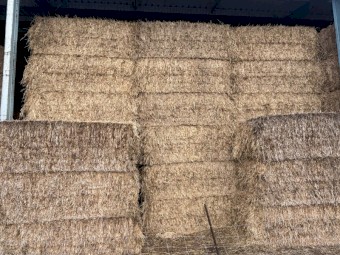 Cereal Hay