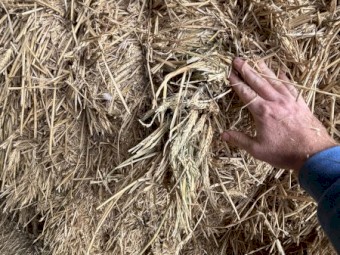 Cereal Hay
