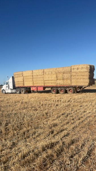 150mt Windrowed Wheaten Straw 8x4x3 Bales