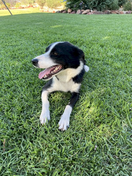 Border Collie - Free