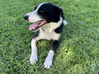 Border Collie - Free