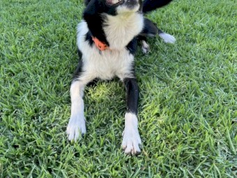 Border Collie - Free