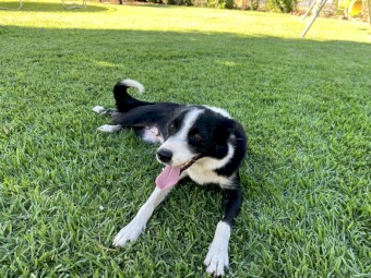 Border Collie - Free