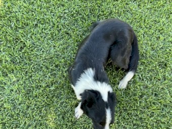 Border Collie - Free