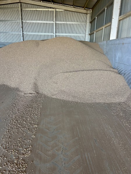300mt Faba Beans