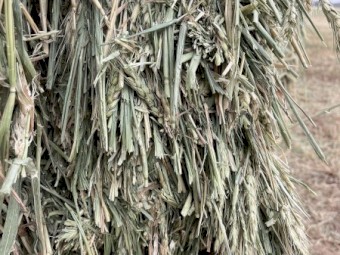 60mt Wheaten Hay 730kg 8x4x3 Bales