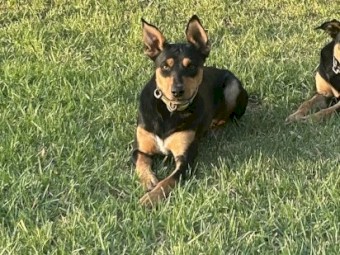 Whisper Flame - Started WKC registered kelpie