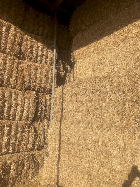 ‘Steamed’ Barley Trailed Straw