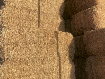 ‘Steamed’ Barley Trailed Straw