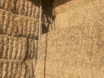 ‘Steamed’ Barley Trailed Straw