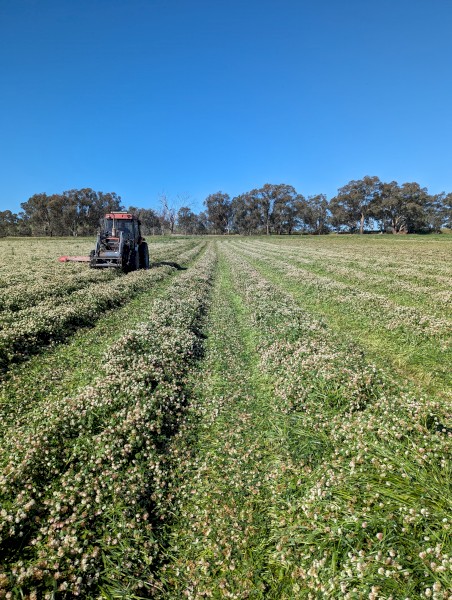 Clover and Rye round bales