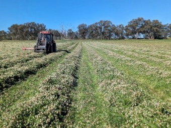 Clover and Rye round bales