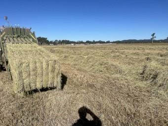 100T of humidicola hay cut with 6 knives
