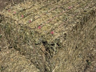 Canola Hay