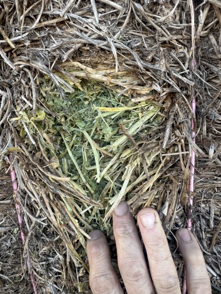 Vetch Hay 25/26 season
