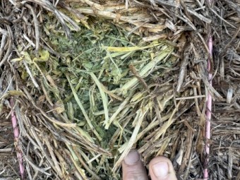 Vetch Hay 25/26 season