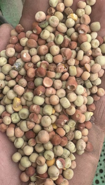 Field Peas 