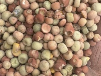 Field Peas 