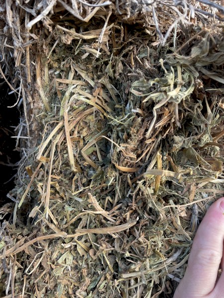 2020 Vetch hay 