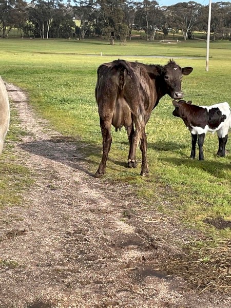 Murray Grey First Calf Heifer with Bull Calf At Foot