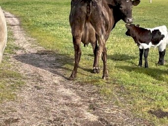 Murray Grey First Calf Heifer with Bull Calf At Foot