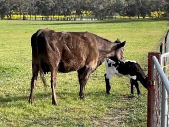 Murray Grey First Calf Heifer with Bull Calf At Foot