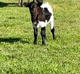 Murray Grey First Calf Heifer with Bull Calf At Foot