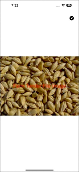 WANTED Moby Barley Seed
