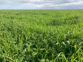 Lucerne, Ryegrass & Clover hay
