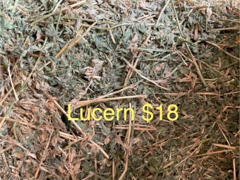 small squares, Lucern, pasture,grass.
