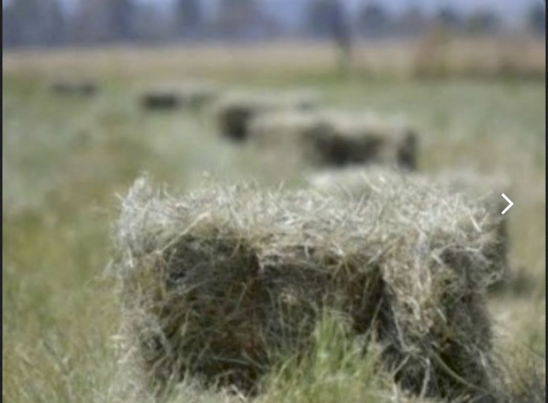 Teff Seed Ivory and Brown