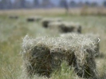 Teff Seed Ivory and Brown
