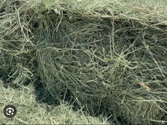 Teff Seed Ivory and Brown