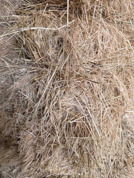 Teff Hay Small Squares Bales