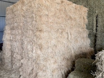 Teff Hay Small Squares Bales