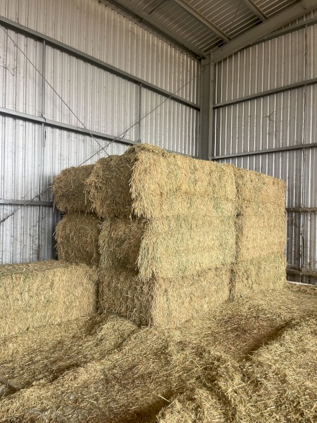 10mt Wheaten Hay 720kg 8x4x3 Bales