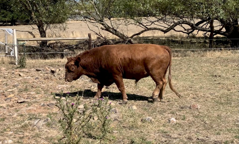 Australian Heritage Angus. Keith Cian 2022