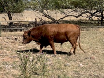 Australian Heritage Angus. Keith Cian 2022