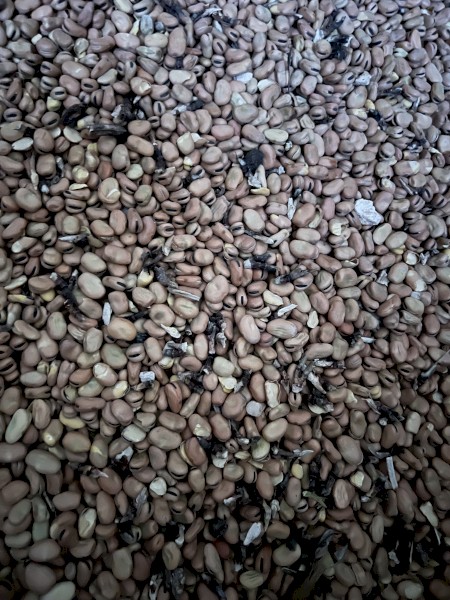 Feed beans, free delivery 100km Keith SA