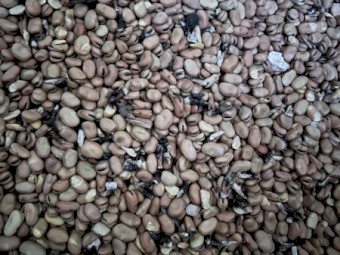 Feed beans, free delivery 100km Keith SA