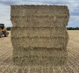 2025 Wheaten Hay 8x4x3 Bales 