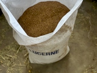 Lucerne  seed